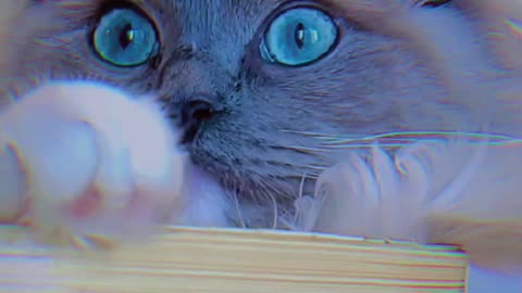 cat and animal cute pet