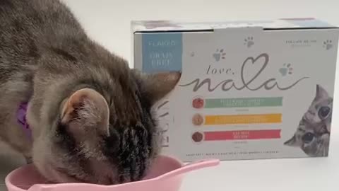 Cat food healthi cat food 🥝