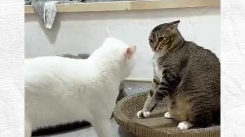 🌟Follow (us) @petbeingfoolishdaily for more such content!#pets #funny #cat #dog #memes #animals