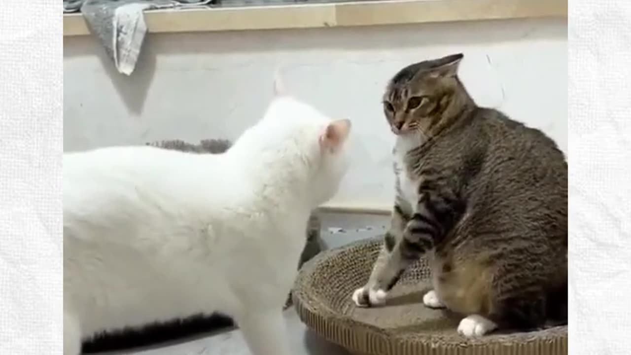 🌟Follow (us) @petbeingfoolishdaily for more such content!#pets #funny #cat #dog #memes #animals