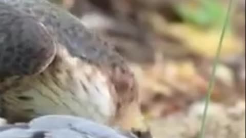 Pigeon and Falcon Animals