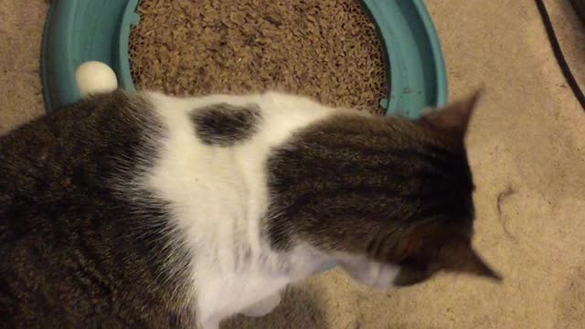 What does your cat do when she is board