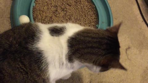What does your cat do when she is board