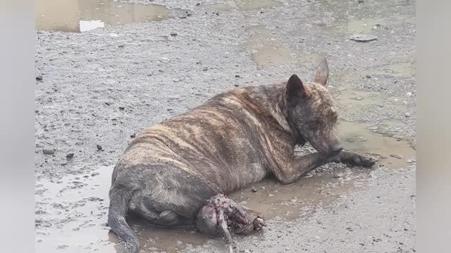 The dog 🐕 rescue