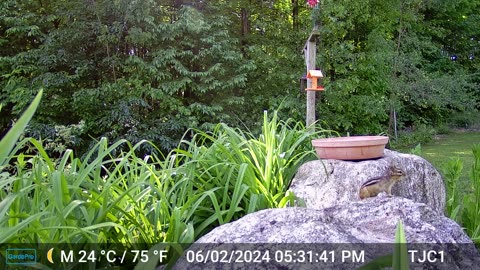 Chipmunk on the Rocks