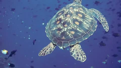 Turtle is Underwater Amazing Nature Video
