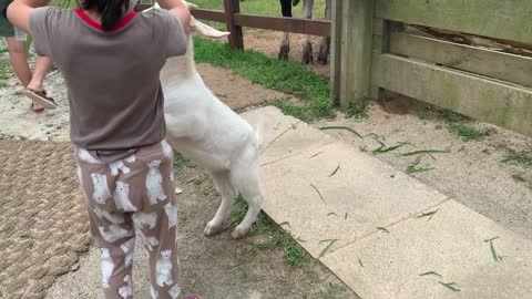 A little girl and a sheep