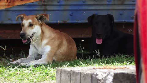 Dogs with their Tongues Out
