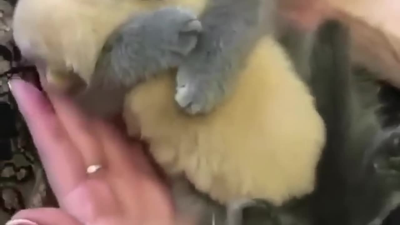 Funny animals