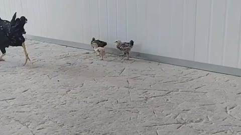 The chicken and her young children🐓🐔🐤🐥😍😱
