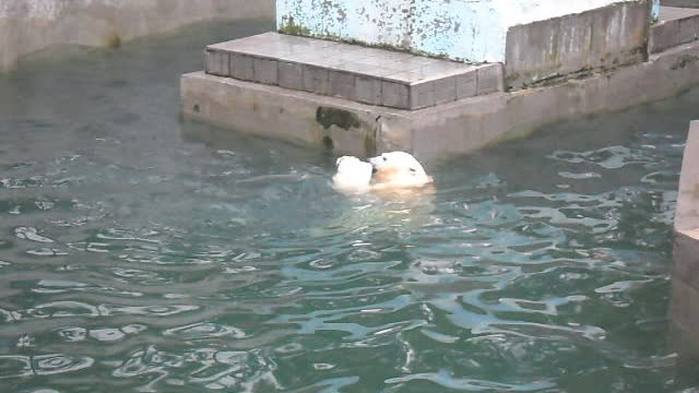 Funny polar bear playing