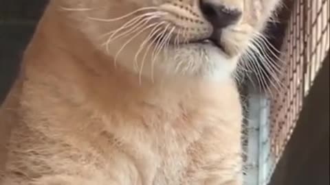 Baby lion cute roaring and walking