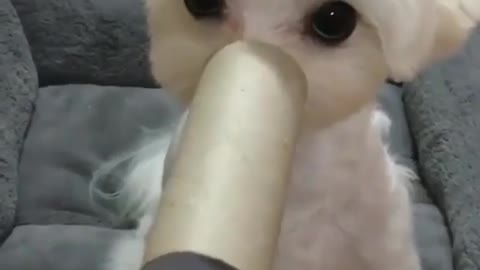 energetic dog😂😂
