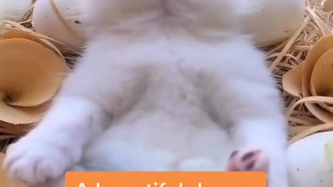 Beautiful Dream cats pets