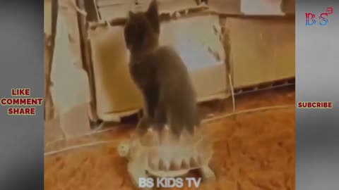 Funniest cat ever