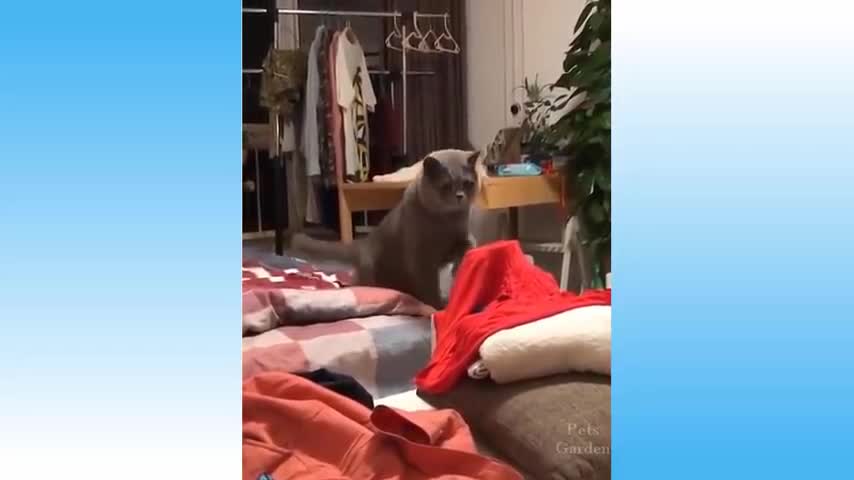 Funny cat video