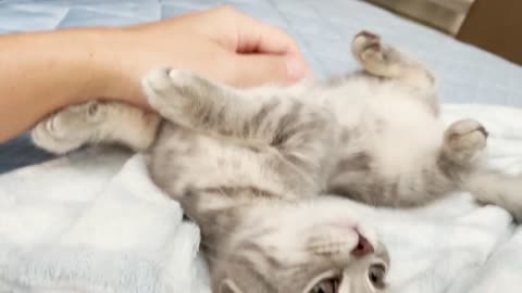 New Funny Videos 🐱🐶😍 Cutest Cats and Dogs 😍🐱🐶 Part 6