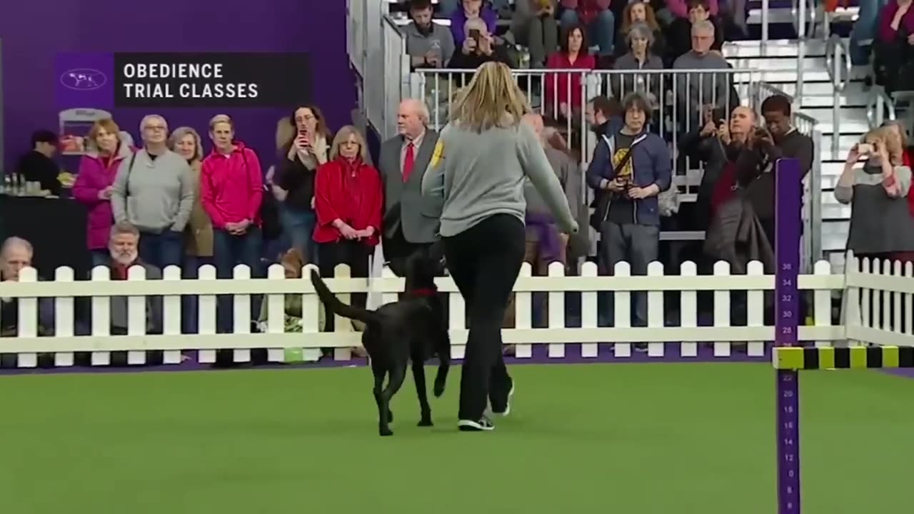 Free Dog Training Class