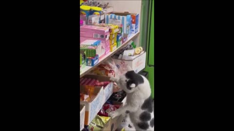 Kucing Vs Anjing