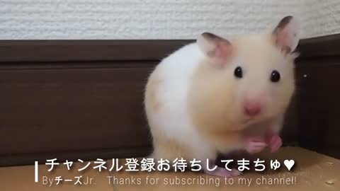 Hamster Playing || Hamsters Baby Growing Up