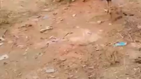 Funny animals videos