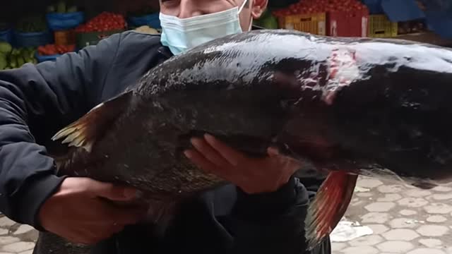 Usa || Big fish || waoo amazing video