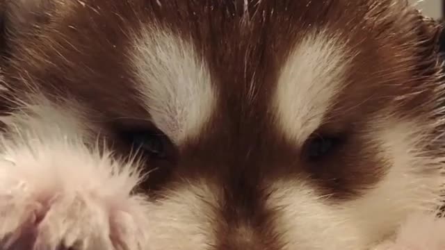 Little Alaska is taking a bath