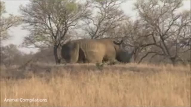 Baby Rhino Charging - 😄Funny Compilation