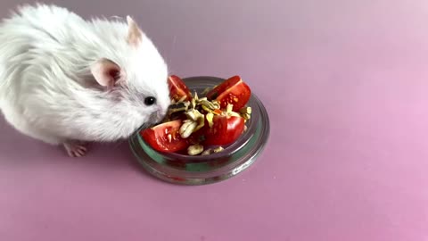 The hamster is choosing the food ❤️🐹 ASMR #17 #crunchcrunchhamster #hamster #asmr