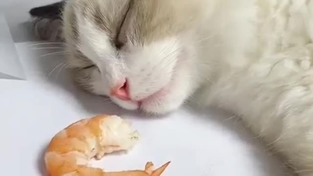 Very cute cat being woken up with shrimp