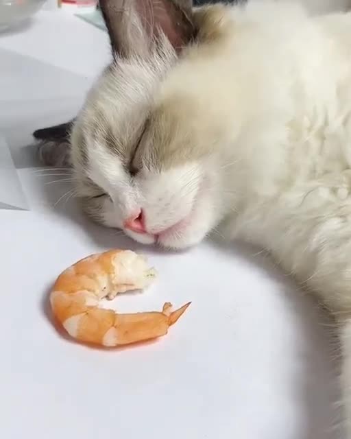Very cute cat being woken up with shrimp
