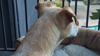 Dog howling along with siren