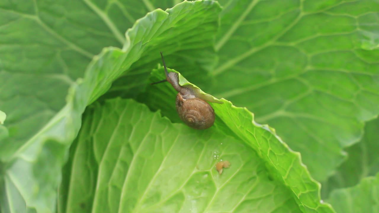 Snail in garden