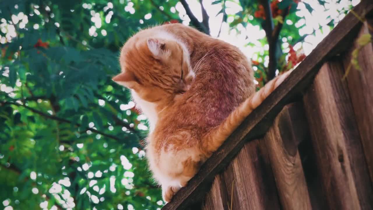 Cute Cat Walking on the Old Wall