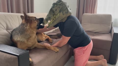 German Shepherd Pranked By Crocodile Mask