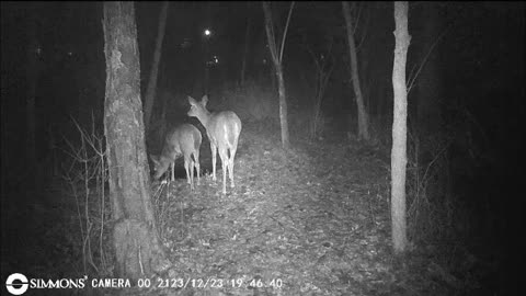 Backyard Trail Cams - Three Does