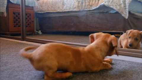 A Dog Fights With His Reflection In The Mirror.