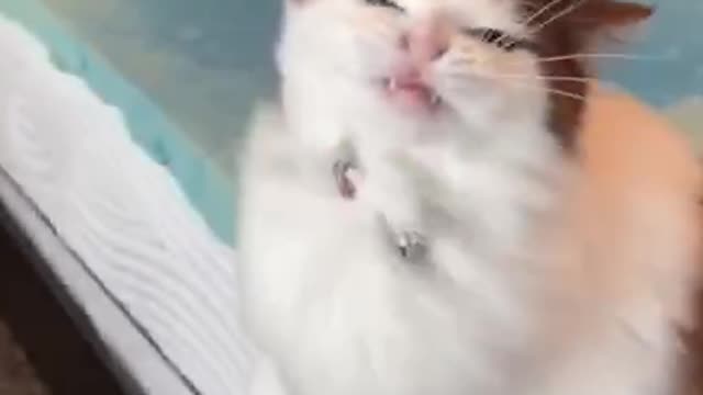 You’ll no longer see a better video today.