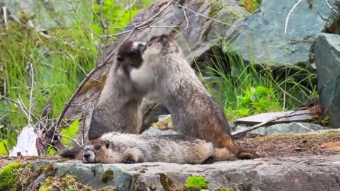 Marmotas Família =-