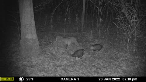 Couple of possums looking for something nasty to eat