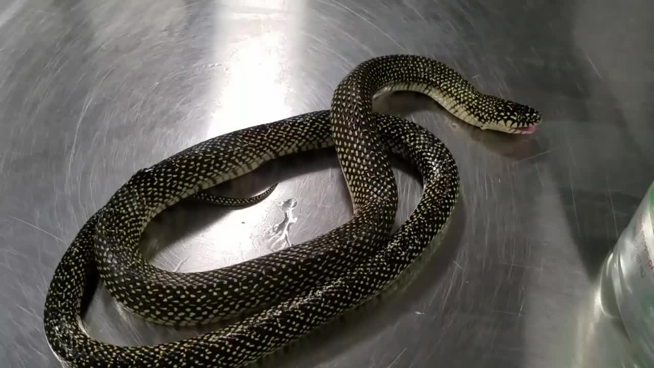 See how this snake is swallowing itself