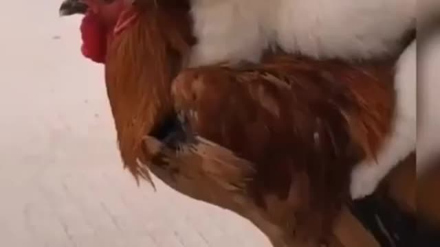 animals dog cutedog dogsofinstagram
