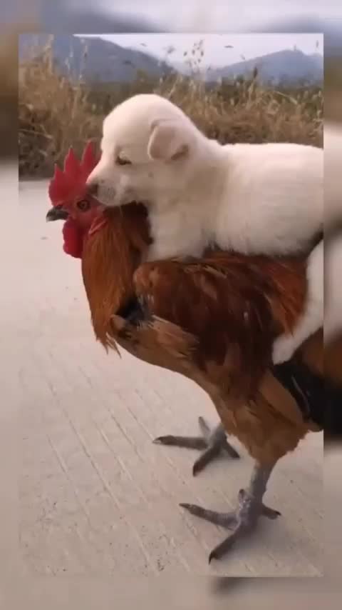 animals dog cutedog dogsofinstagram