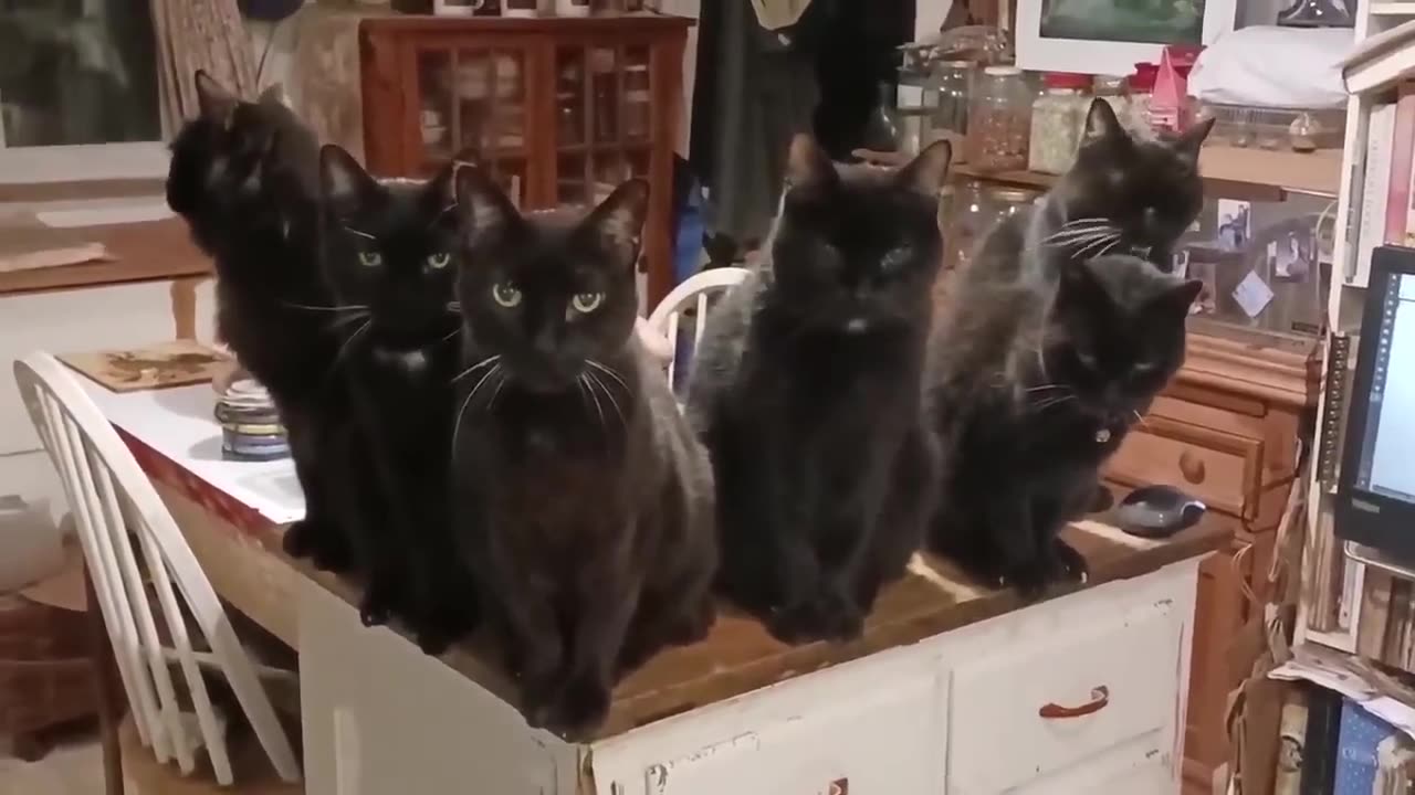 National Black Cats