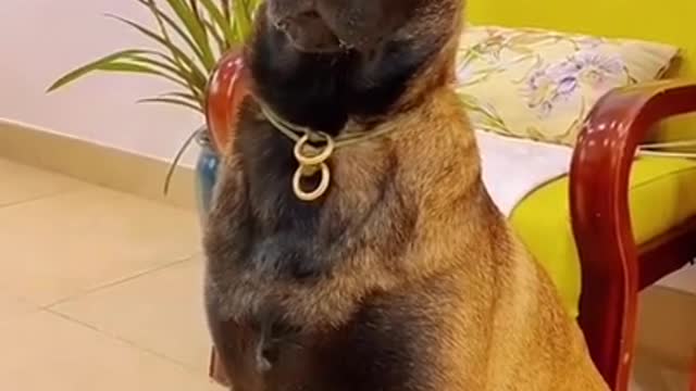 try not to laugh 😂 funny cats!! cute cats and dogs!! #shorts