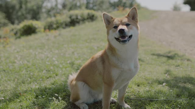 Cute Brown Dog