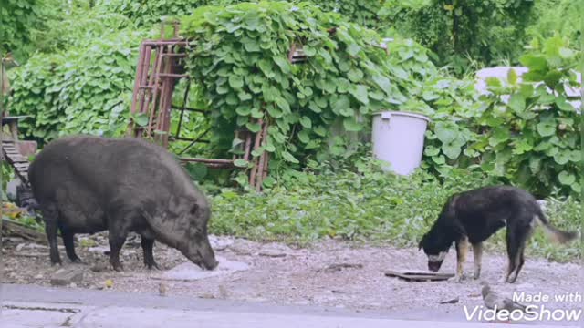 Wild boar accompanied by dog and chicken