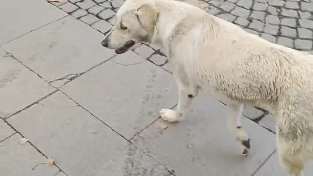 poor street dog in istanbul