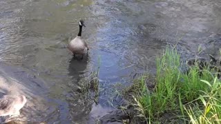 Human babies are infinitely more valuable than goslings, but they are cute too.