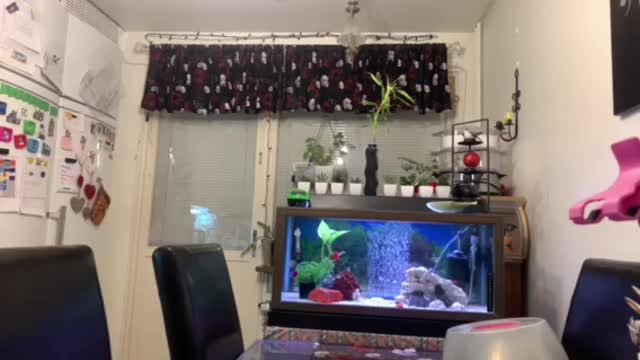 Cute and clean aquarium